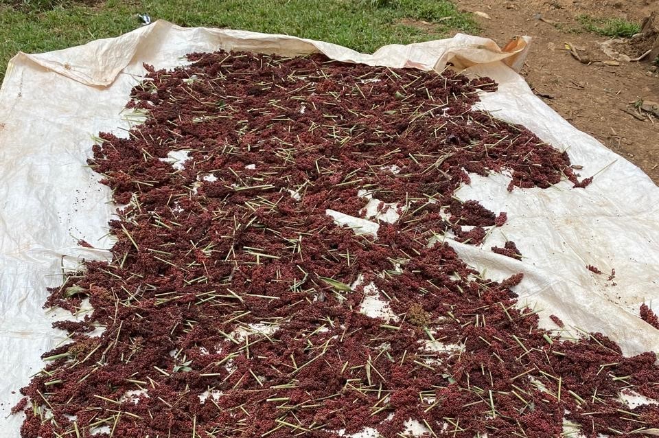 harvested and drying-1.jpg